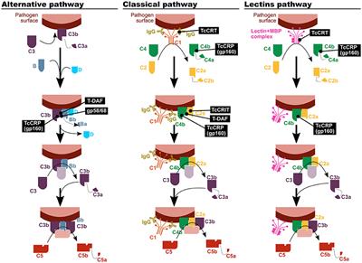 The Unsolved Jigsaw Puzzle of the Immune Response in Chagas Disease